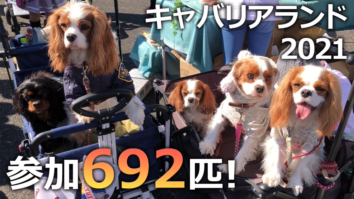 cavalier_apple's tweet photo. アップル🍎ちゃん新作YouTube動画公開です。
日本最大級のキャバリアイベントに初出店した結果→ https://t.co/febIULx6mE https://t.co/rcWBpV9gqw