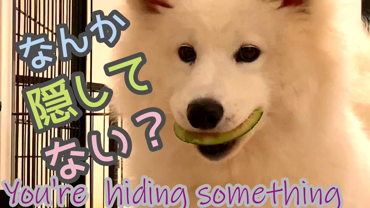 Luckyandcat's tweet photo. w変顔のサモエド犬 Making Funny Face 口の中に隠しているつもりのスイカの皮泥棒らっきー７か月 Hiding Watermelo... https://t.co/vb8d7gMEE8 via @YouTube #サモエド #子犬 #Samoyed #puppy https://t.co/SBQdzRUYDw
