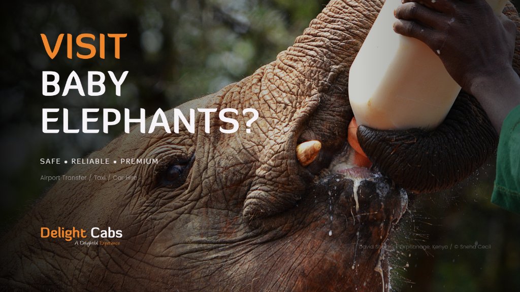 Delight Cabs ™ tweet media