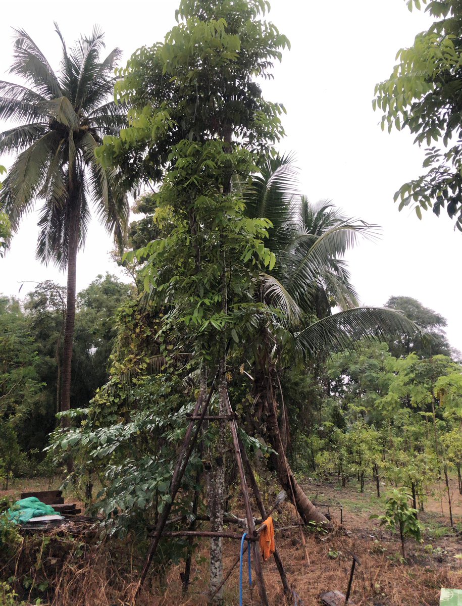 LRodmayu's tweet image. 