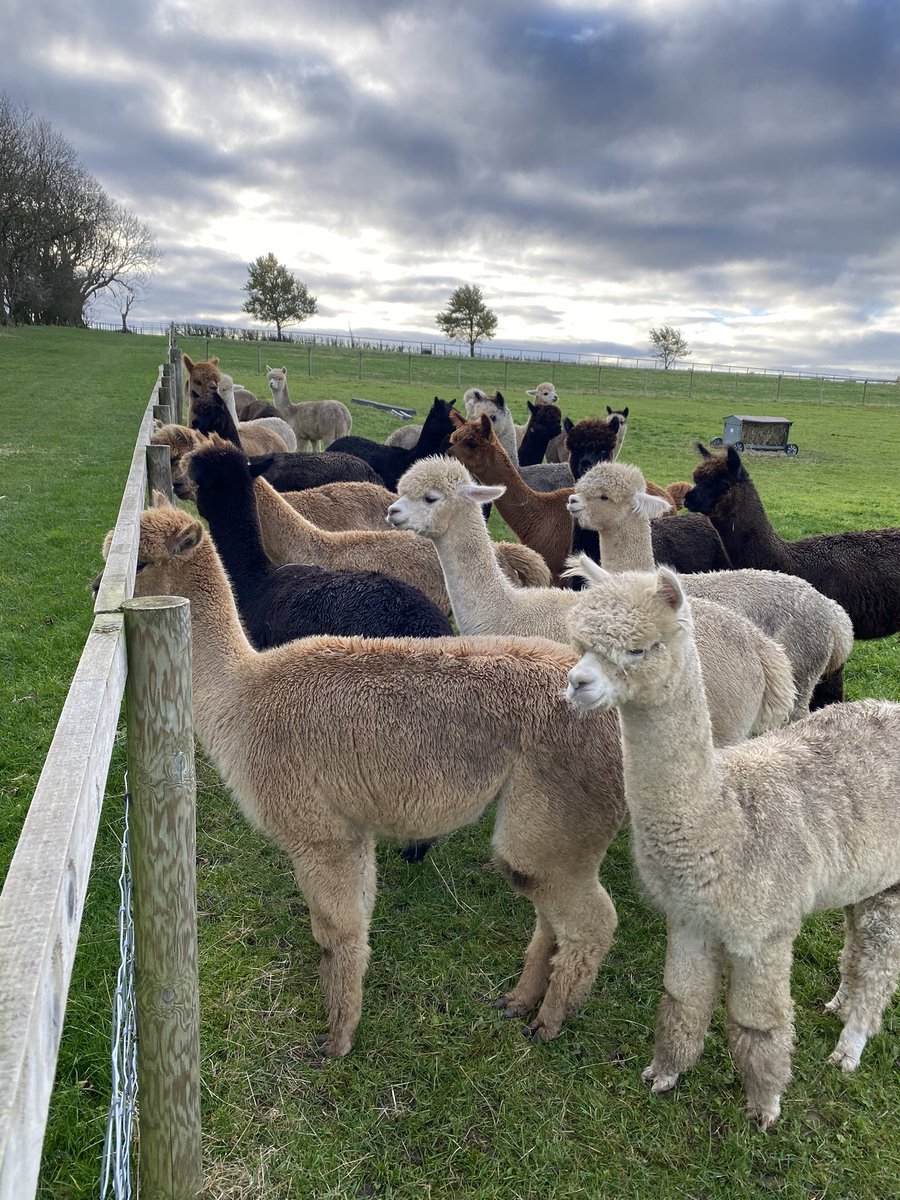 BarnacreAlpacas's tweet image. What can you see girls?