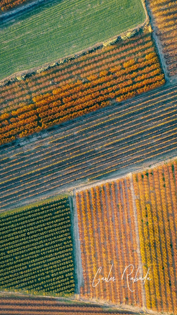 carlesrgm's tweet photo. Et diuen que Lleida fa calor a l'estiu i fred i boira a l'hivern però ningú t'explica els jocs de colors que ens donen els arbres fruiters en cada moment de l'any.

#aralleida #lleida #catalunyaexperience #eltempstv3 #dji #catalunya #ponent https://t.co/etFqFgK4iV