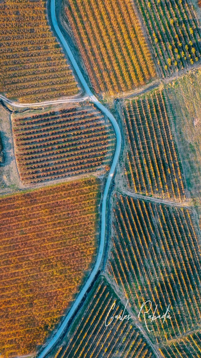 carlesrgm's tweet photo. Et diuen que Lleida fa calor a l'estiu i fred i boira a l'hivern però ningú t'explica els jocs de colors que ens donen els arbres fruiters en cada moment de l'any.

#aralleida #lleida #catalunyaexperience #eltempstv3 #dji #catalunya #ponent https://t.co/etFqFgK4iV