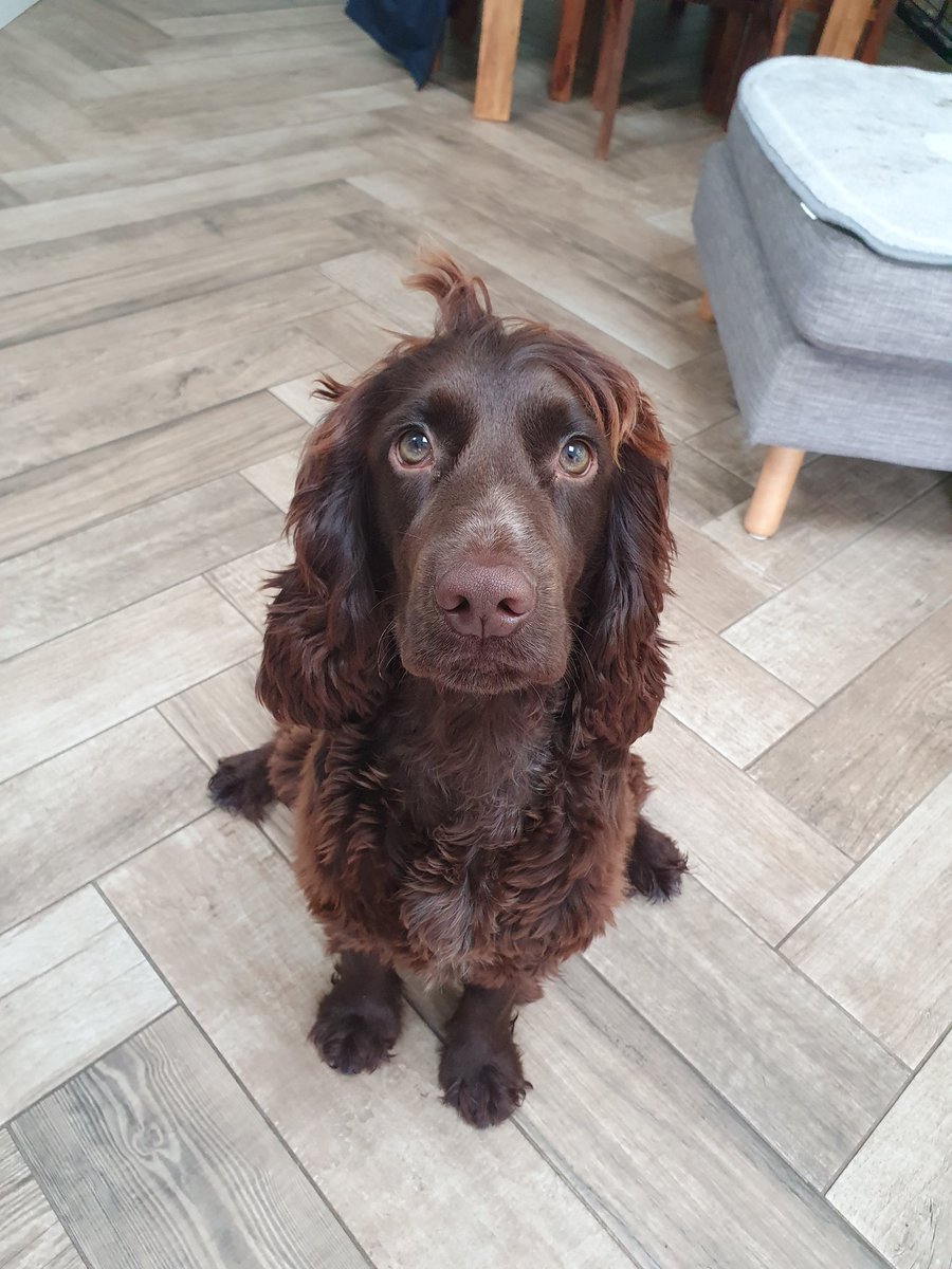 Callum Malone tweet media