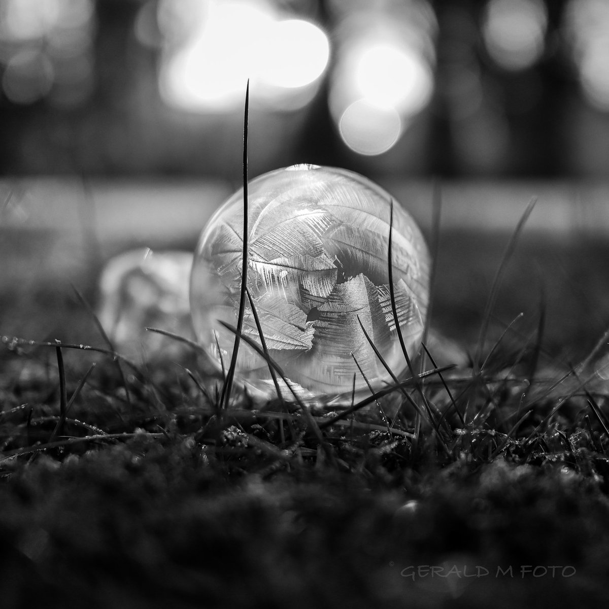 Even it’s only autumn yet, here’s my #frozenbubble for #BlackAndWhiteMacro #macrophotography #blackandwhitephotography #connectwithnature #wildflowers #soapbubble #Monochrome #wildlifephotography #35mmf #TwitterNatureCommunity @nature_macro @MacroHour Happy weekend 😎 👋