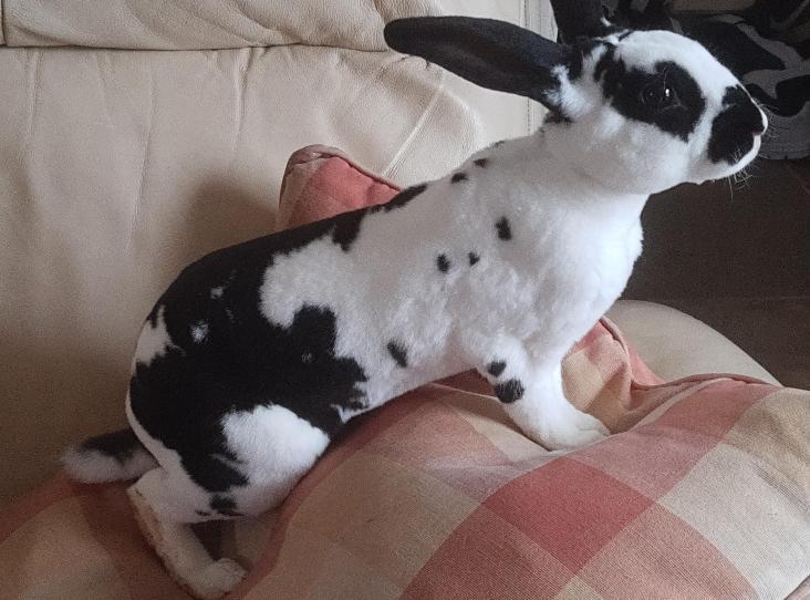 Please retweet, could you offer a rabbit a safe and committed home? #UK
It's not just dogs that have been abandoned since people have returned to work. 
Go to the RSPCA website or to your local rescue shelter to see rabbits near you.
DETAILS or APPLY
rspca.org.uk
#pets