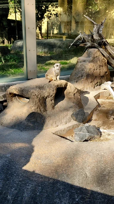楽しかった～～～ヾ(*'ω`*)ノとにかく天気良かった!ふれあい系は入れなかったので次回リベンジしたい 