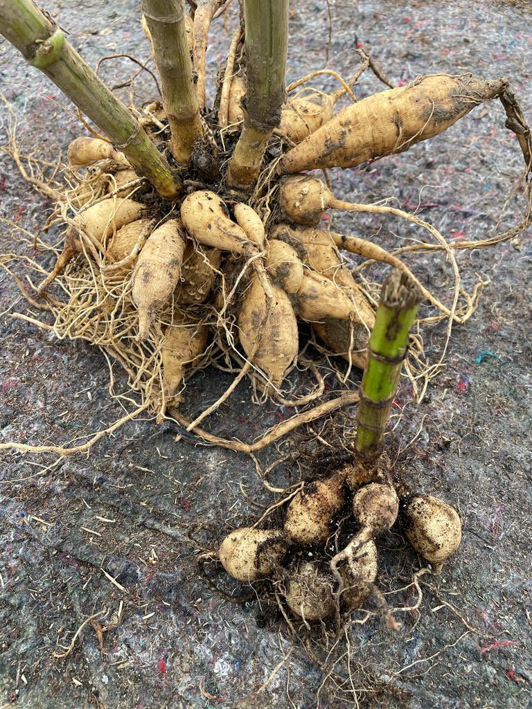 You can see the difference between the large field grown tubers and the smaller pot grown tubers!