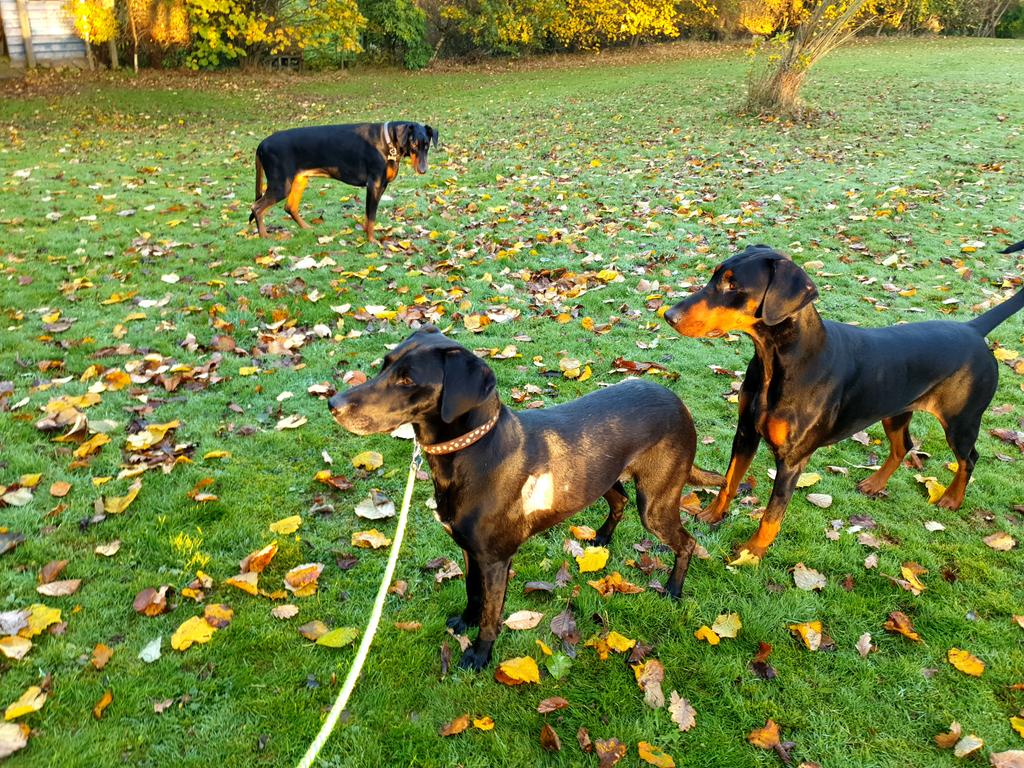 NotBadForHerAge's tweet image. Fred's much better this morning but he can't understand why he's not allowed to run around like the other two. 🐕🐕🐕#postoperation #stitches #dogsoftwitter #poorlydog