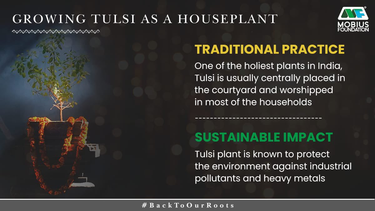 themobiusfound's tweet photo. With a plethora of environmentally rich benefits,
growing Tulsi as a houseplant is a sustainable
tradition that continues to run in many Indian
families even today.
#BackToOurRoots #LetsGetRooted
#StrongAndSustainable #CuturallyRooted
#IndianSustainableLiving https://t.co/8bUJbB61Lj