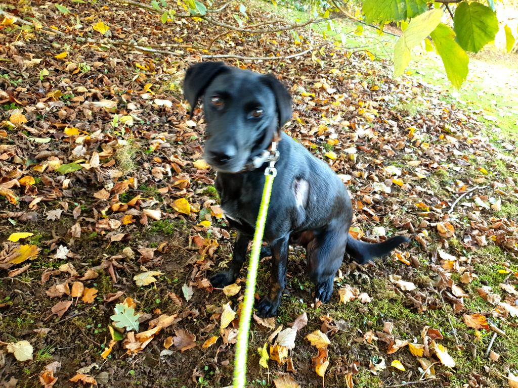 NotBadForHerAge's tweet image. Fred's much better this morning but he can't understand why he's not allowed to run around like the other two. 🐕🐕🐕#postoperation #stitches #dogsoftwitter #poorlydog