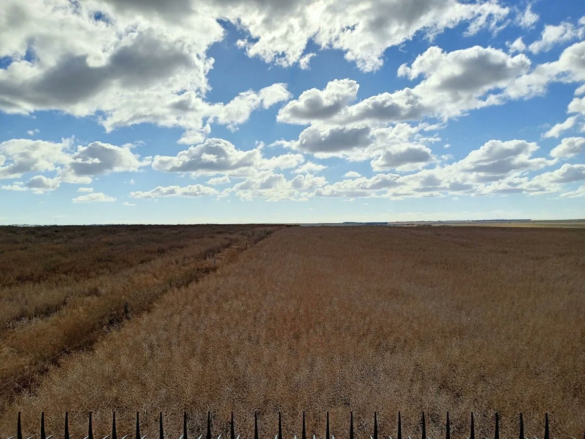 seed_terminator's tweet photo. This side of the fence looked like the other one before 3 years of terminating

#ProofinThePaddock #Terminate21 https://t.co/Hx7pDPtp10