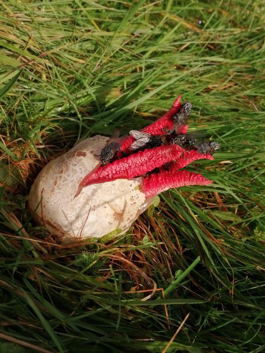 KiffHancock's tweet photo. One of many Devil's fingers fungal     'fruiting' bodies emerging near Taunton this week. @SomersetWT https://t.co/0i3VRlk48U