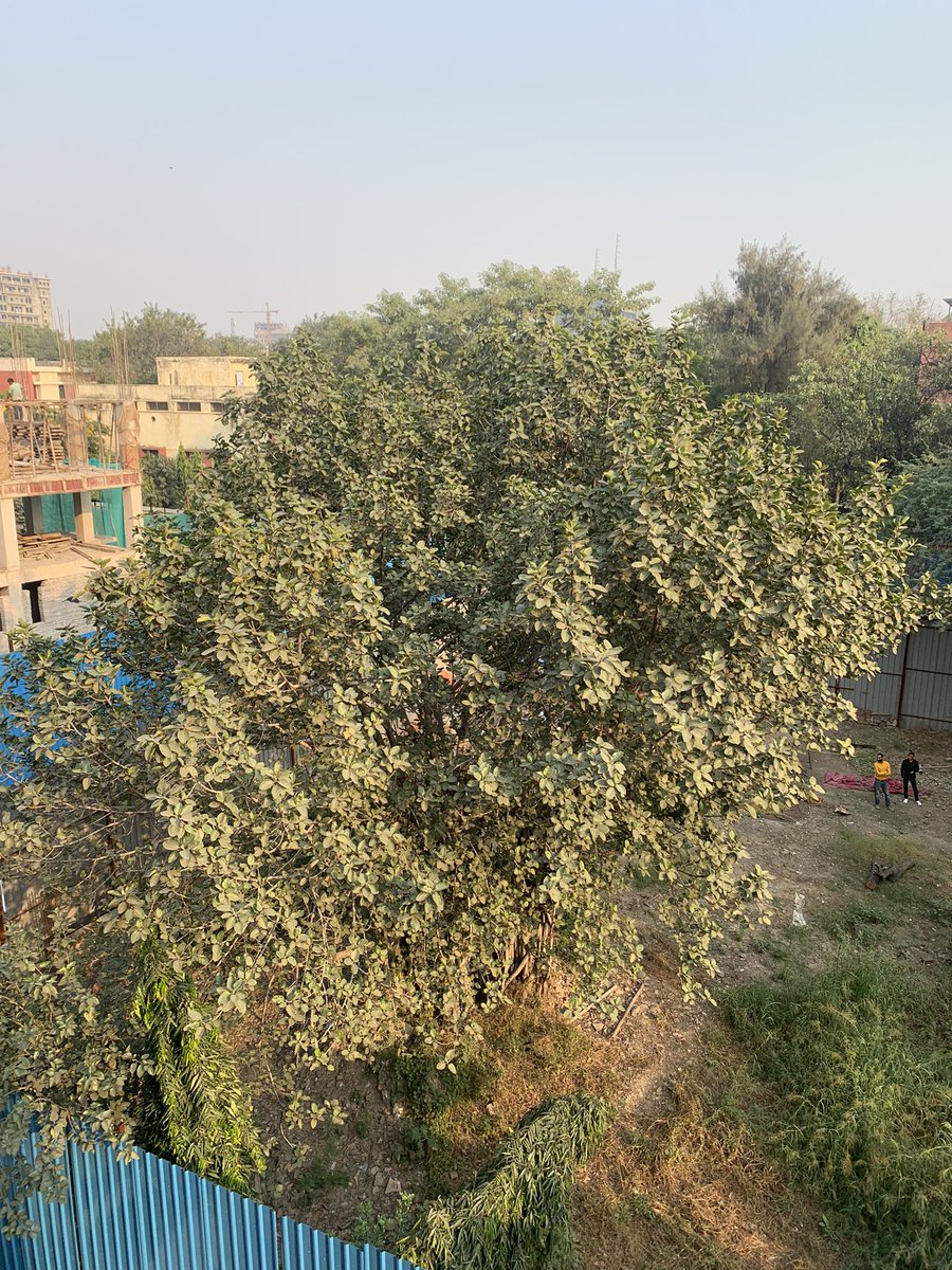 Dpnshi91's tweet photo. @ArvindKejriwal @msisodia @AAPDelhi people cutting trees on the name of “having government permission” !! Who’s writing these permissions to cut trees in exactly central Delhi ?? https://t.co/hcFtflglwA