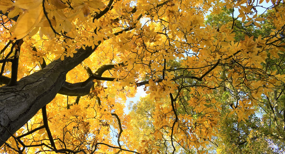 tessa_hennessy's tweet photo. I am utterly appalled at Oxford City Council's decision (during COP26) to grant Oxford Brookes Uni permission to fell 100 mature trees and build 6 storey brick tower blocks in the Headington Hill Conservation Area. They will be visible day and night (lit up) for decades to come. https://t.co/GHkZRdayyY