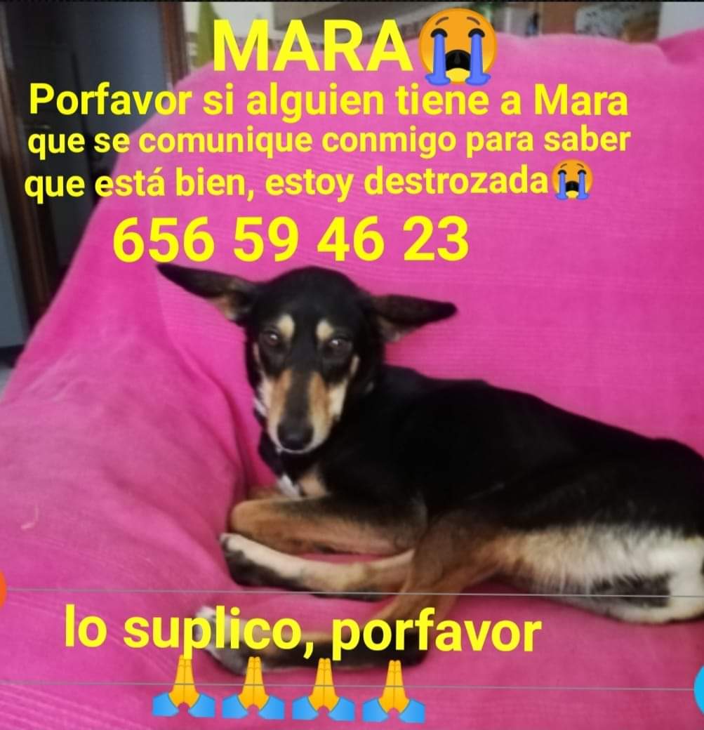 PetsLalinea's tweet photo. #ROBADA #Andalucía https://t.co/clUqeqNkIt
De verdad es imposible que la perra haya desaparecido solo necesitan saber que está bien
Contacto  656 59 46 23
#Granada pero puede estar en cualquier lugar https://t.co/8FkmVGYgXs