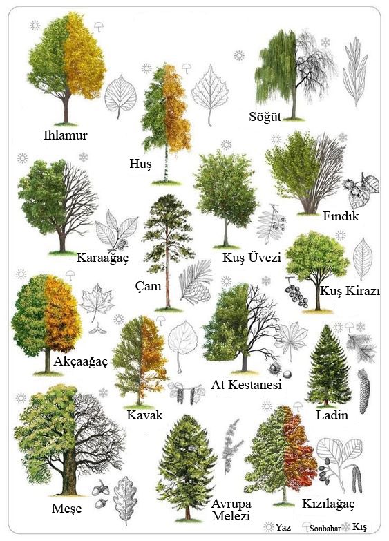 Ağaçları tanıyalım🌲🌳🌴🌿🍃