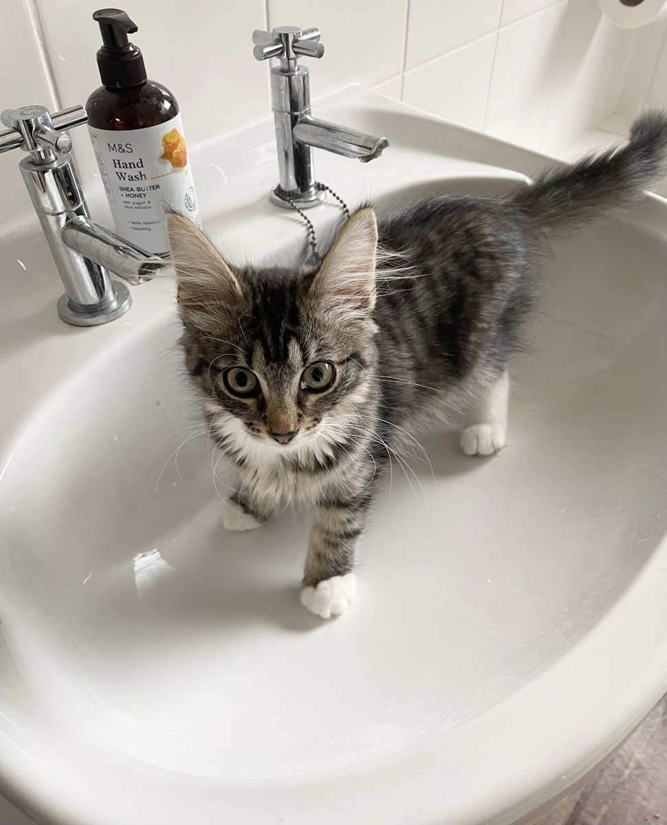 RT @_XeniaKara_: Happy #Caturday from @Thor_tabby who’s now become utterly obsessed with the bathroom sink. https://t.co/sTuqbLtqPn
