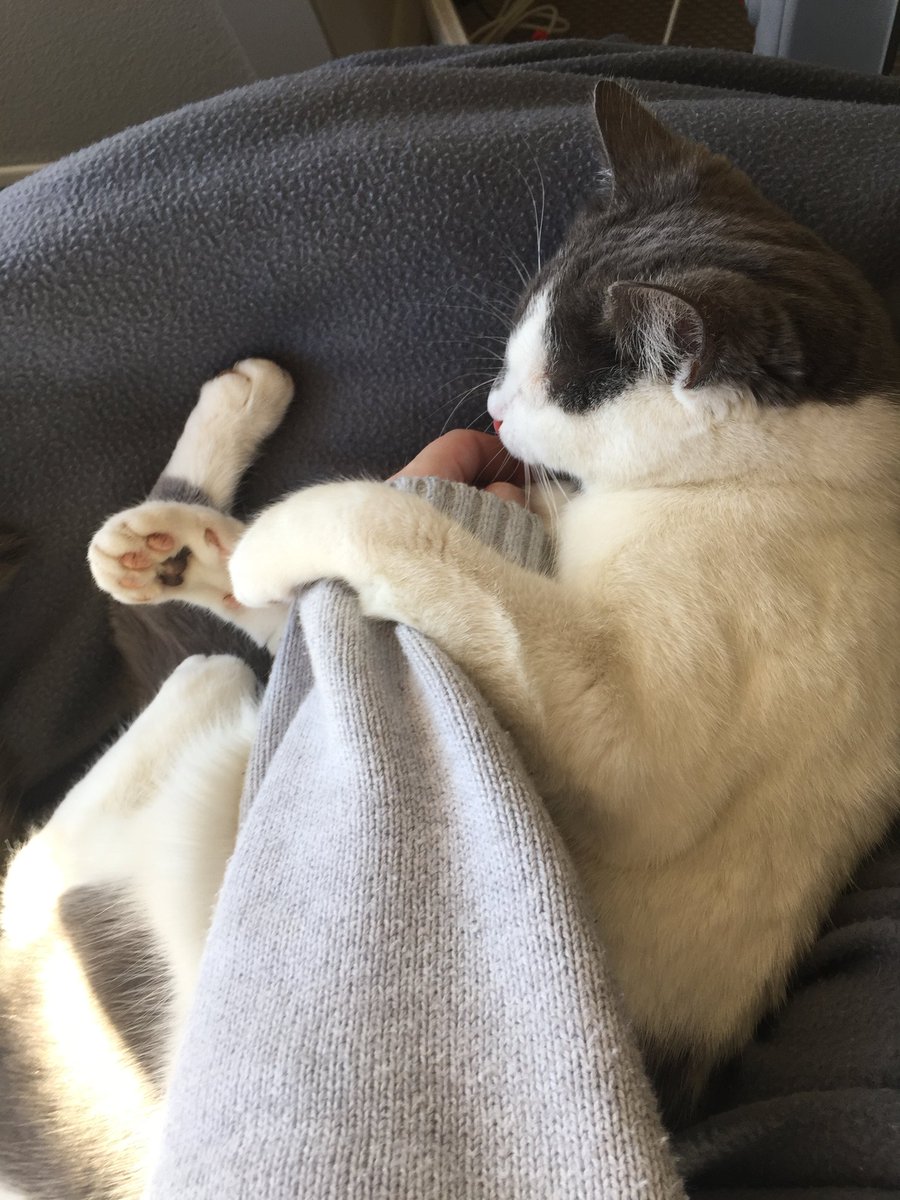 We had to put Kit down on Saturday last week. She was the centre of my life for four and a half years. Every room, every routine, every plan is full of the memory of her. We had a beautiful little life together.