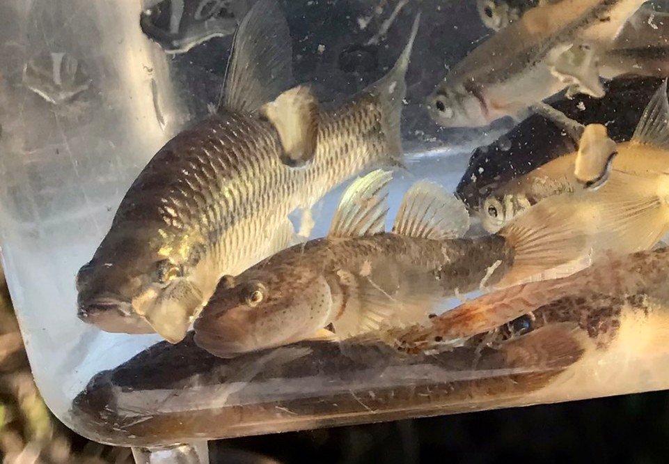 ガサガサ淡水魚部 川湖沼池水路の魚 今日は群馬でガサガサしてきました 群馬は初ガサです 車で下道3時間 入水できる場所を探すのに1時間かかりタイムロス ガサ果はモツゴ アブラハヤ ウグイ ヨシノボリ ジュズカケハゼ メダカでした 晴天の中の ガサガサ淡水魚部 川湖沼池水路の魚 今日は群馬でガサガサしてきました 群馬は初ガサです 車で下道3時間 入水できる場所を探すのに1時間かかりタイムロス ガサ果はモツゴ アブラハヤ ウグイ ヨシノボリ ジュズカケハゼ メダカでした 晴天の中の