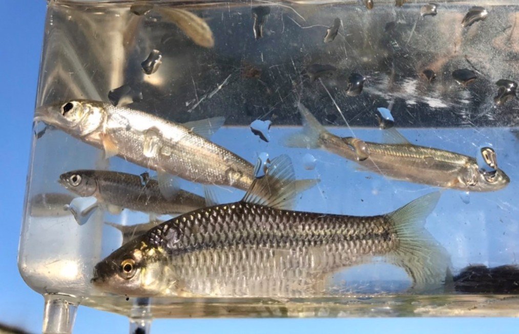 ガサガサ淡水魚部 川湖沼池水路の魚 今日は群馬でガサガサしてきました 群馬は初ガサです 車で下道3時間 入水できる場所を探すのに1時間かかりタイムロス ガサ果はモツゴ アブラハヤ ウグイ ヨシノボリ ジュズカケハゼ メダカでした 晴天の中の ガサガサ淡水魚部 川湖沼池水路の魚 今日は群馬でガサガサしてきました 群馬は初ガサです 車で下道3時間 入水できる場所を探すのに1時間かかりタイムロス ガサ果はモツゴ アブラハヤ ウグイ ヨシノボリ ジュズカケハゼ メダカでした 晴天の中の