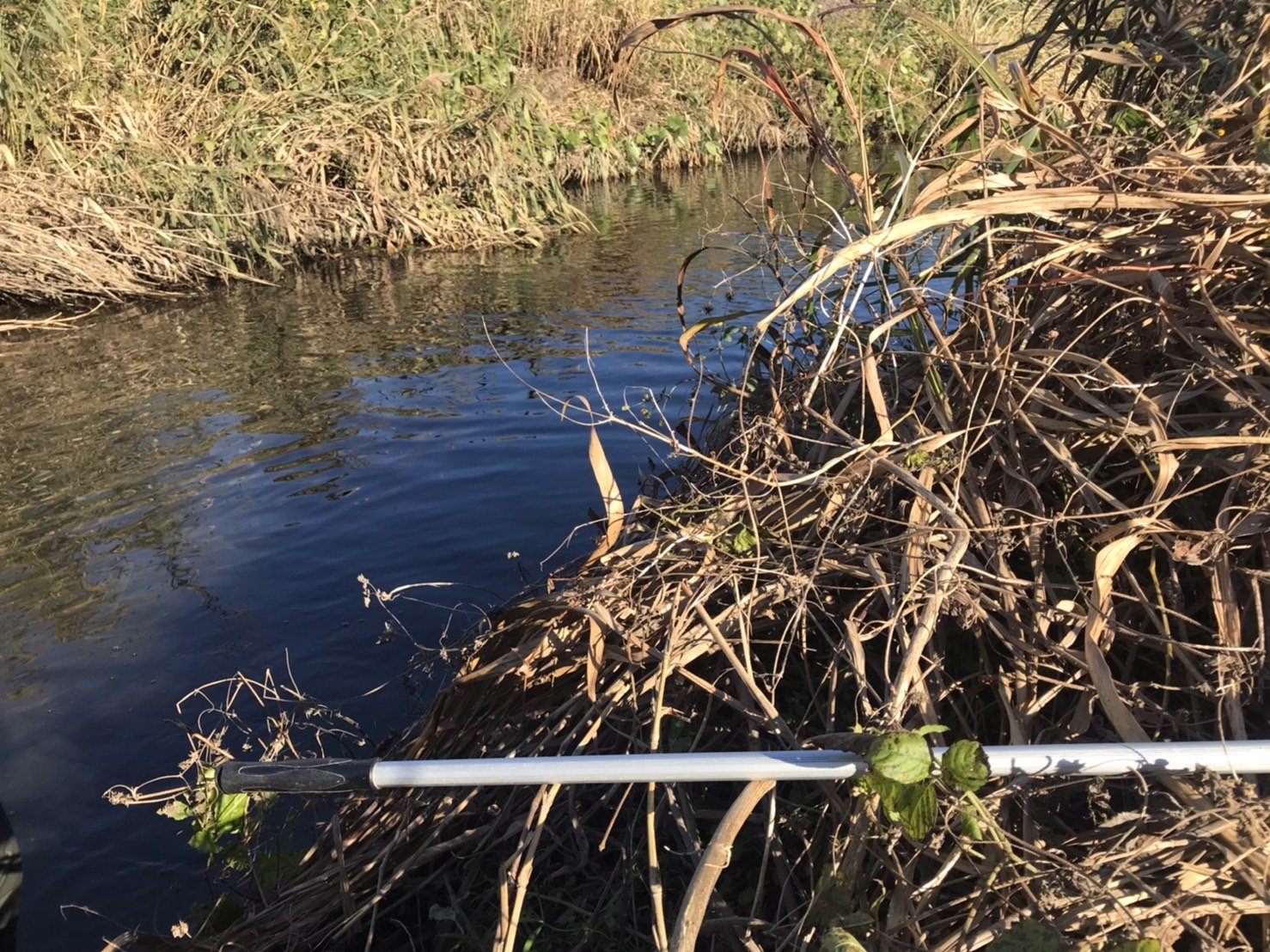 ガサガサ淡水魚部 川湖沼池水路の魚 今日は群馬でガサガサしてきました 群馬は初ガサです 車で下道3時間 入水できる場所を探すのに1時間かかりタイムロス ガサ果はモツゴ アブラハヤ ウグイ ヨシノボリ ジュズカケハゼ メダカでした 晴天の中の