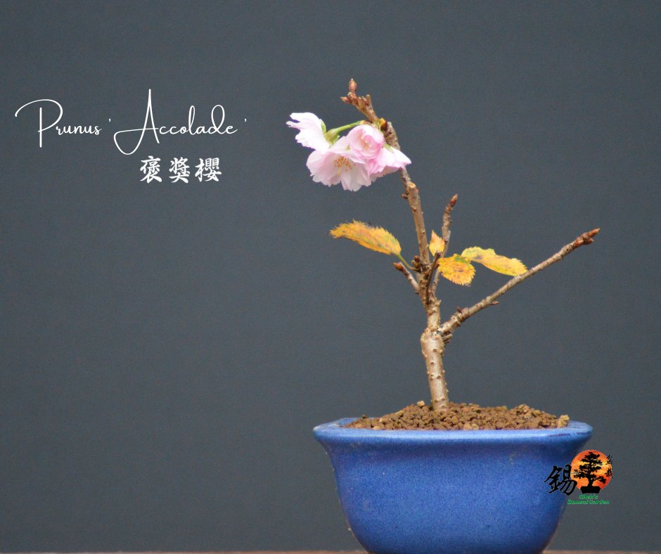 Shek_Bonsai's tweet photo. 獎章櫻
Prunus 'Accolade ' https://t.co/ClduqPOY51