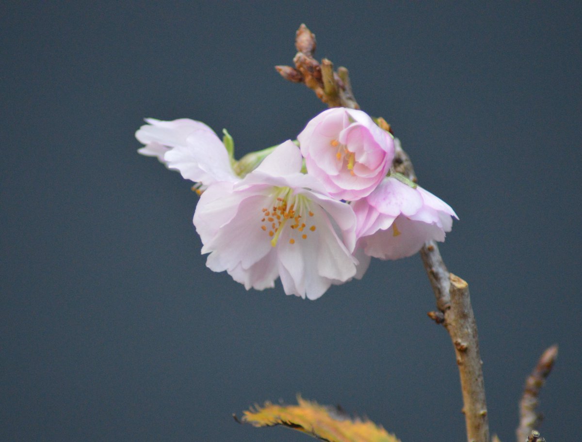 Shek_Bonsai's tweet photo. 獎章櫻
Prunus 'Accolade ' https://t.co/ClduqPOY51
