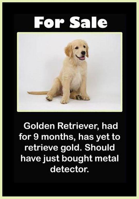 goldseek tweet picture