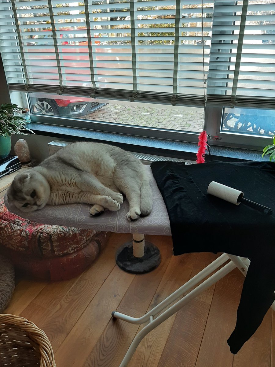 Haren van je zwarte trui afhalen, ze springen er per direct weer op! Neem je nog een kat @ambertje_m 🤣🤣🤣🤣