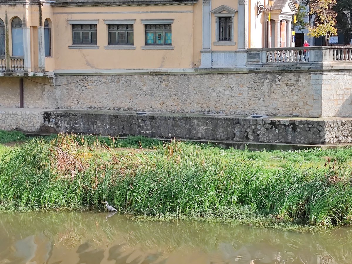 OcellsG's tweet photo. Bernat Pescaire al costat del Pont de Pedra, Girona. Sempre val la pena fer-hi una ullada! https://t.co/WjdEH1NbZL