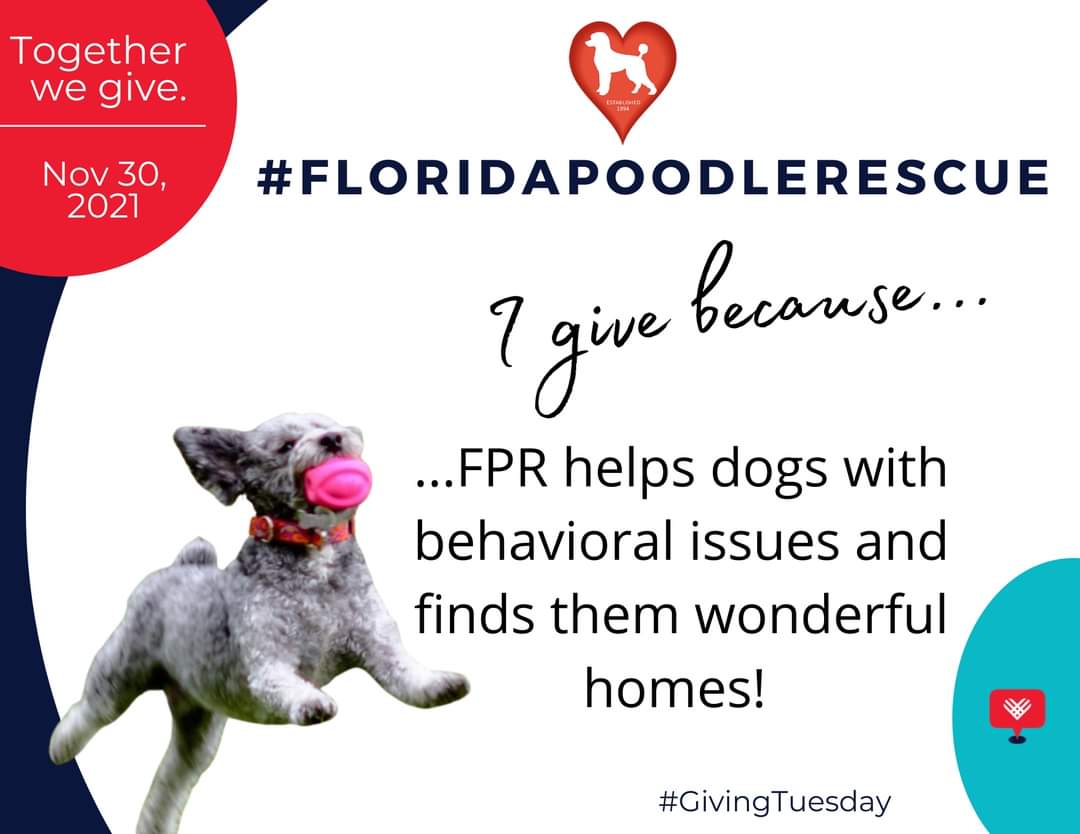 FLPoodleRescue's tweet photo. #GivingTuesday #dogsofinstagram #DogsofTwittter #poodles #theNewBarker https://t.co/X3jgzXzJ2N