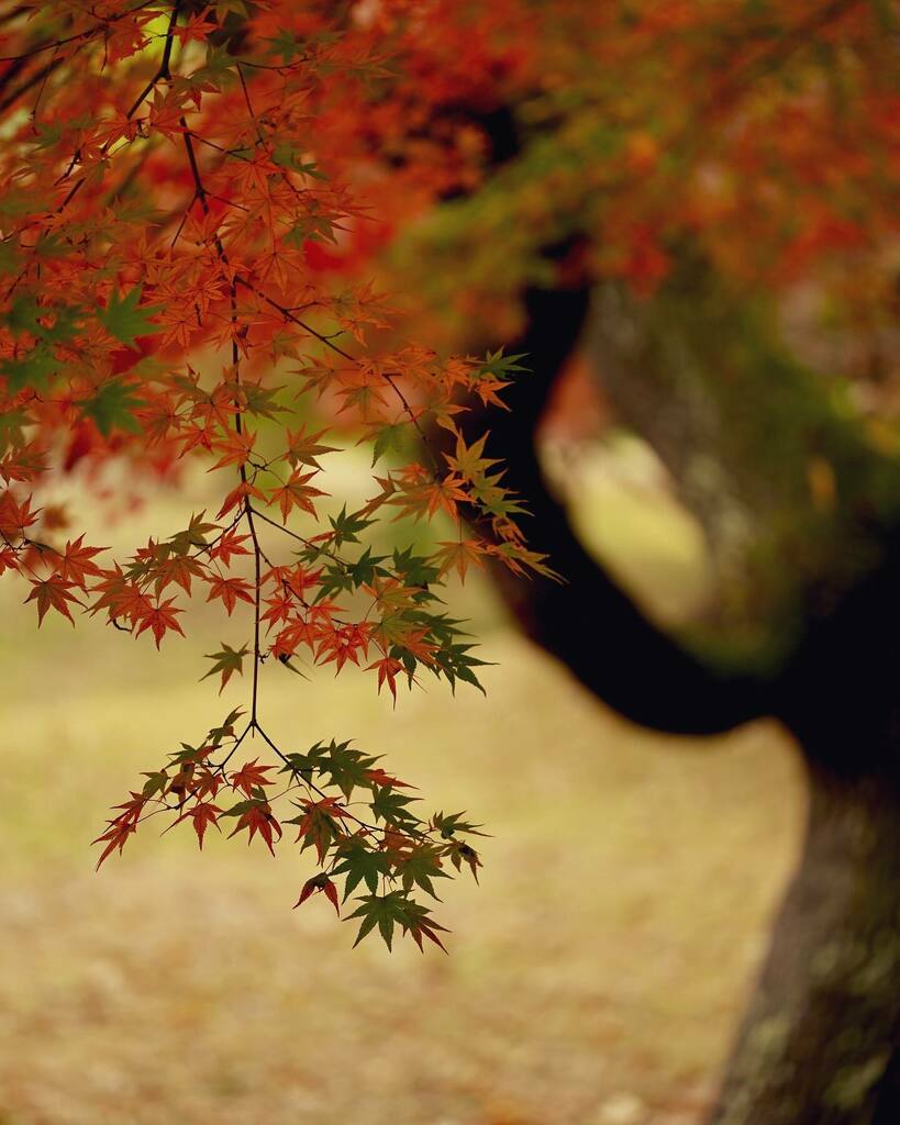 DL650XT's tweet photo. The autumn leaves are beautiful.
🍁🍂🍁🍂🍁🍂🍁🍂
・
・・

#autumn
#redleaves 
#autumnleaves 
#🍁
#もみじ
#私の中の小さな世界⠀
#紅葉
#単焦点レンズ
#nikonz6 
#light_nikon
#私とニコンで見た世界 https://t.co/MDgotjT9fh https://t.co/hlqfPXr41A