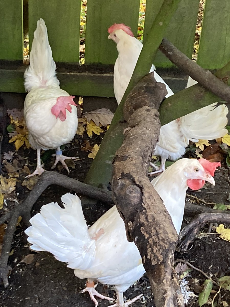 GaryNob56668899's tweet photo. 4 girls out of battery cages this morning,Holly,Ivy,Mistletoe &amp; Carol, first time every out in fresh air and sun ☀️ https://t.co/hvcvSqJh1W