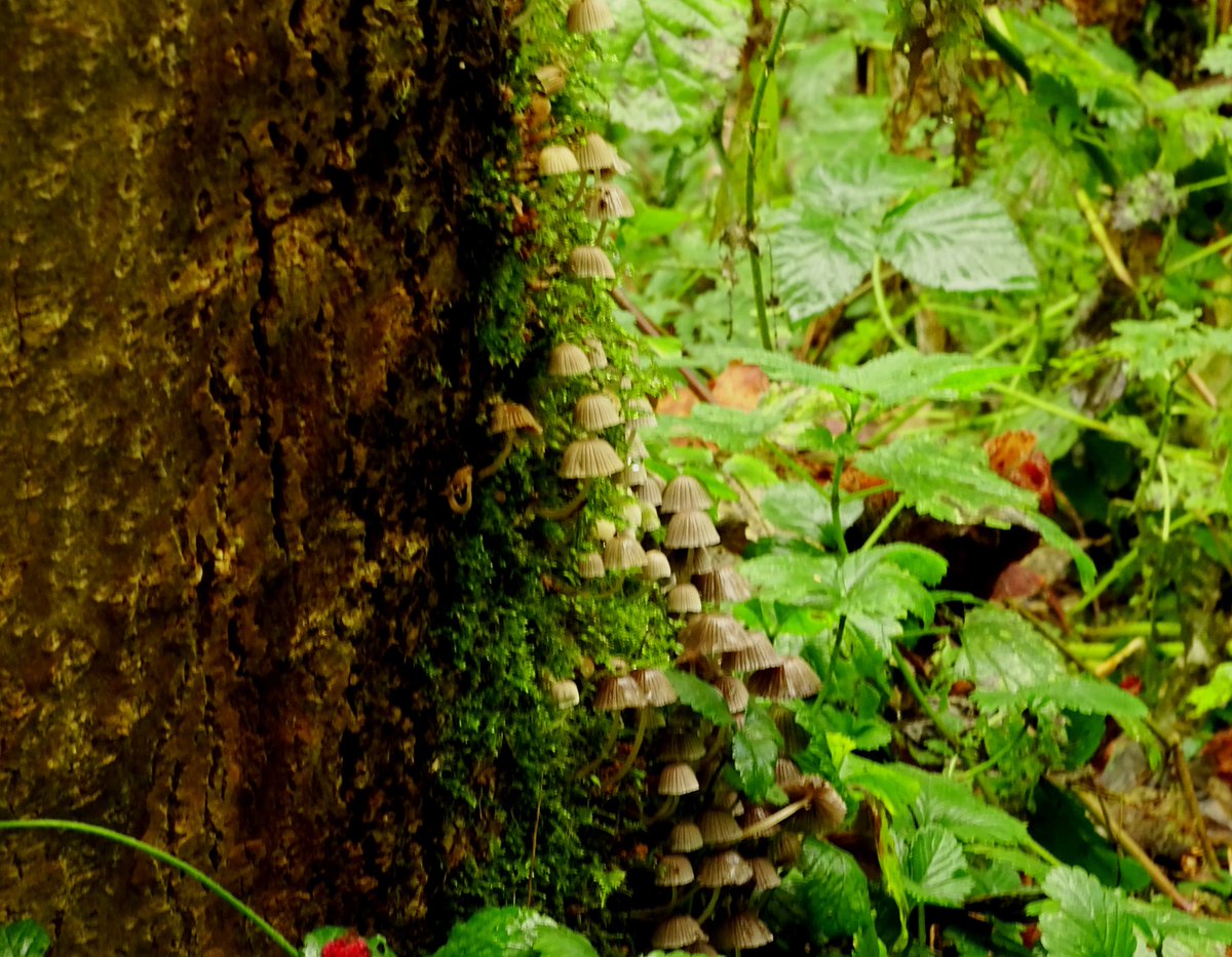 CCommijs's tweet photo. #Kabouterflat
#Paddenstoelen 🍄 https://t.co/P31xBd5Oe3