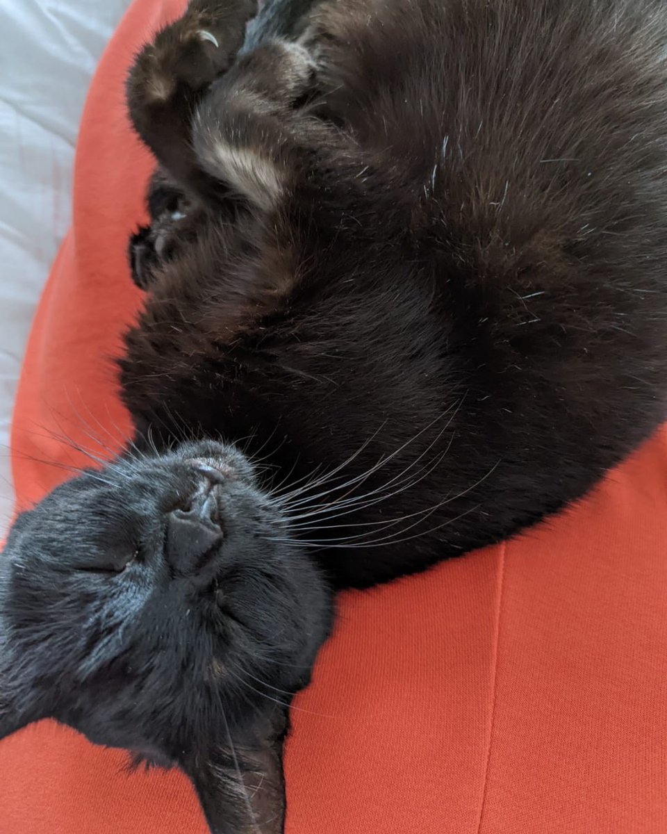 CornwallRspca's tweet photo. In the home update 🏡 Our toothless wonder Cola is settling in beautifully with her new family. We're so glad she hasn't lost that charismatic smile of hers. Thank you to her adopters for taking her on 💙 #inthehome #successfulrehome #adoption #adoptdontshop https://t.co/HvLm1FaGQK