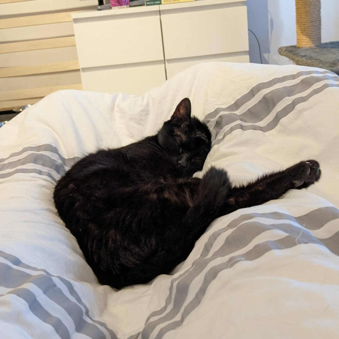 CornwallRspca's tweet photo. In the home update 🏡 Our toothless wonder Cola is settling in beautifully with her new family. We're so glad she hasn't lost that charismatic smile of hers. Thank you to her adopters for taking her on 💙 #inthehome #successfulrehome #adoption #adoptdontshop https://t.co/HvLm1FaGQK