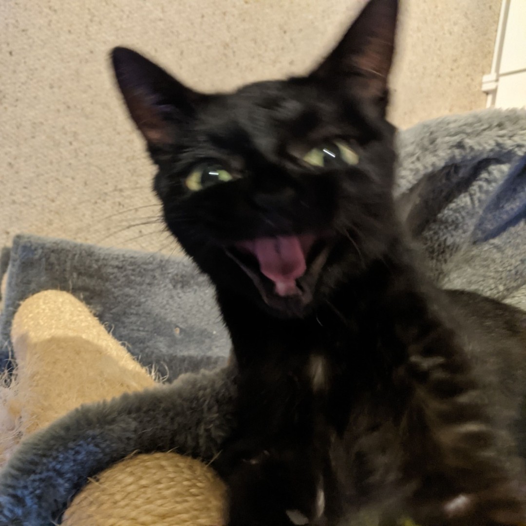CornwallRspca's tweet photo. In the home update 🏡 Our toothless wonder Cola is settling in beautifully with her new family. We're so glad she hasn't lost that charismatic smile of hers. Thank you to her adopters for taking her on 💙 #inthehome #successfulrehome #adoption #adoptdontshop https://t.co/HvLm1FaGQK
