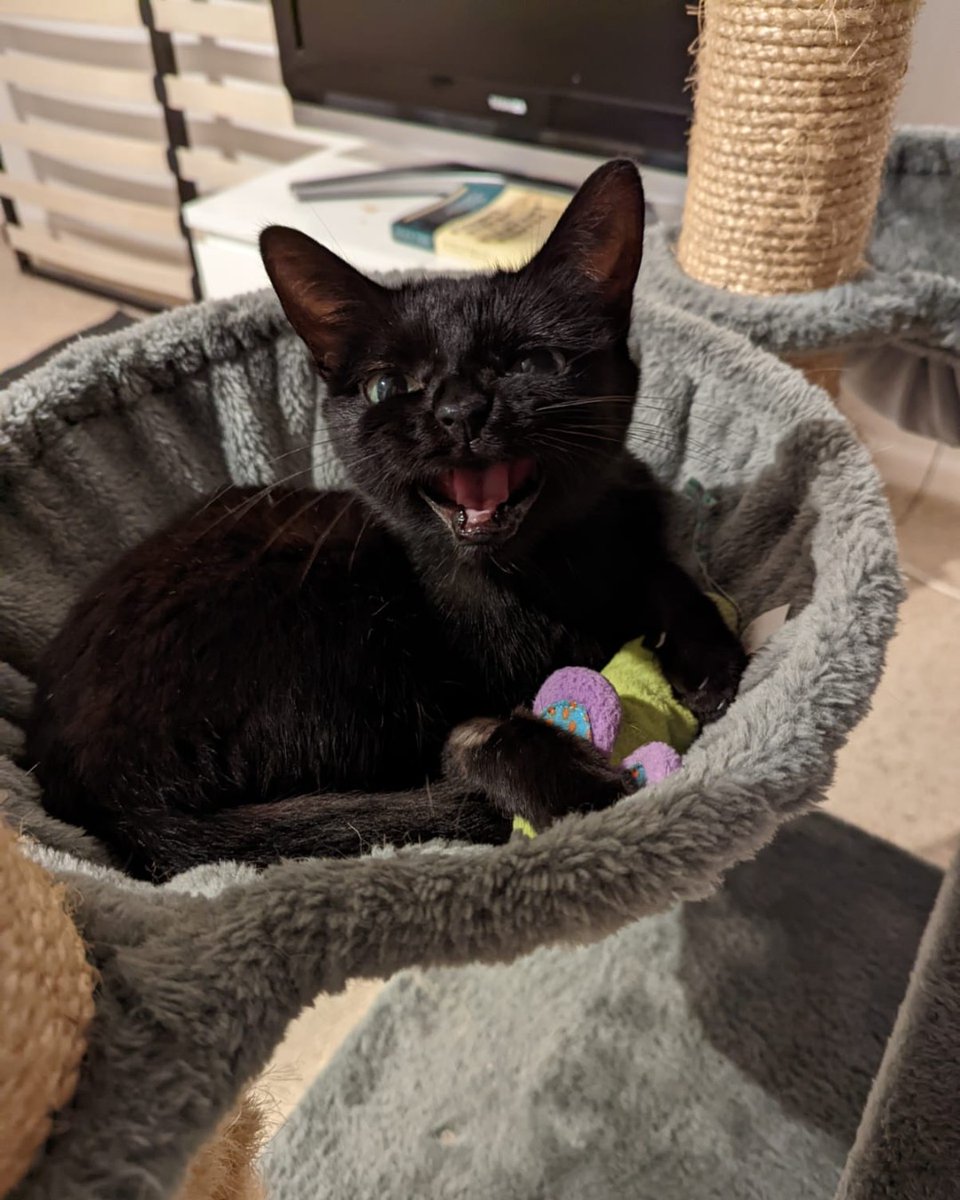 CornwallRspca's tweet photo. In the home update 🏡 Our toothless wonder Cola is settling in beautifully with her new family. We're so glad she hasn't lost that charismatic smile of hers. Thank you to her adopters for taking her on 💙 #inthehome #successfulrehome #adoption #adoptdontshop https://t.co/HvLm1FaGQK