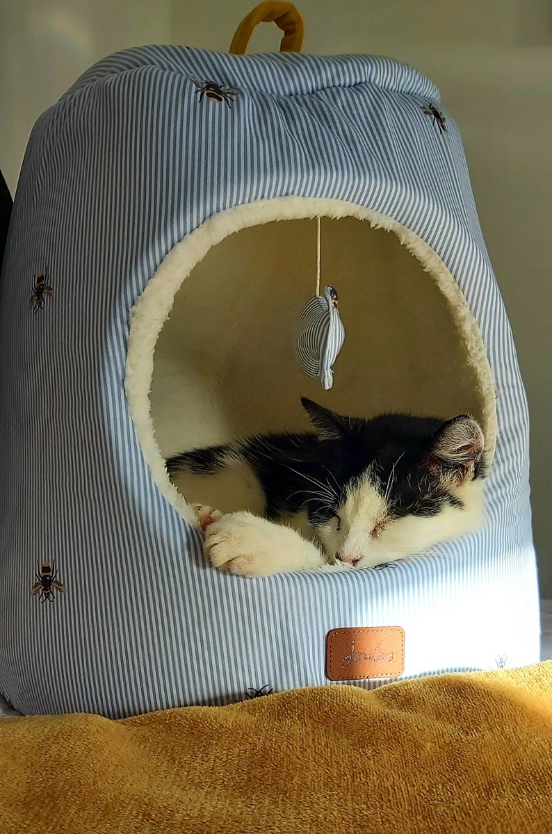 Thanks <a href="/Joulesclothing/">Joules</a> he has not left his new bed (apart from for tea, breakfast and a short stroll!) since it arrived yesterday morning. Thank you from Shakespeare 😀