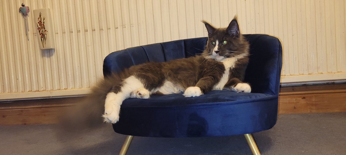 Rasputin_Cat's tweet photo. @AldiUK thank you for your pet chair, humum bought it for me and I love it! https://t.co/NAaUvD3mrK