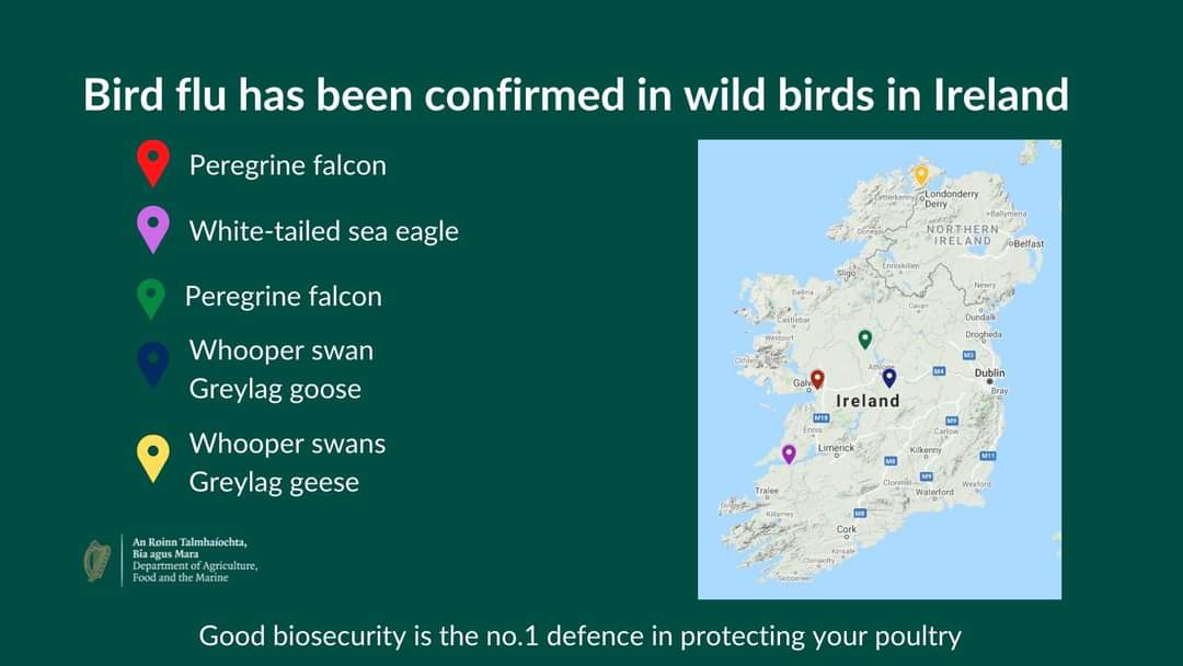 BirdWatchIE's tweet image. ** EXTREMELY IMPORTANT** to report any sick or dead waterbirds or birds of prey to @agriculture_ie via the link below, as soon as you can, if you see any this weekend. More reports coming in from around the country unfortunately. Please share!

…iancheck.apps.rhos.agriculture.gov.ie/report