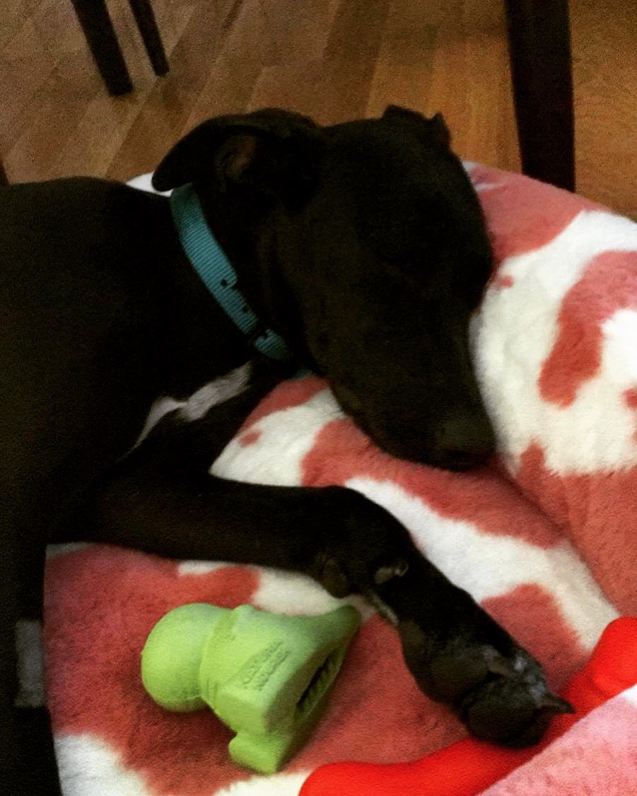 AgathaDPY's tweet photo. Bienvenida a la familia Goma!!! Gracias a la protectora ANAA por confiar en nosotros para adoptarla! Nos ha robado el corazón 😍 https://t.co/976TQWl5un