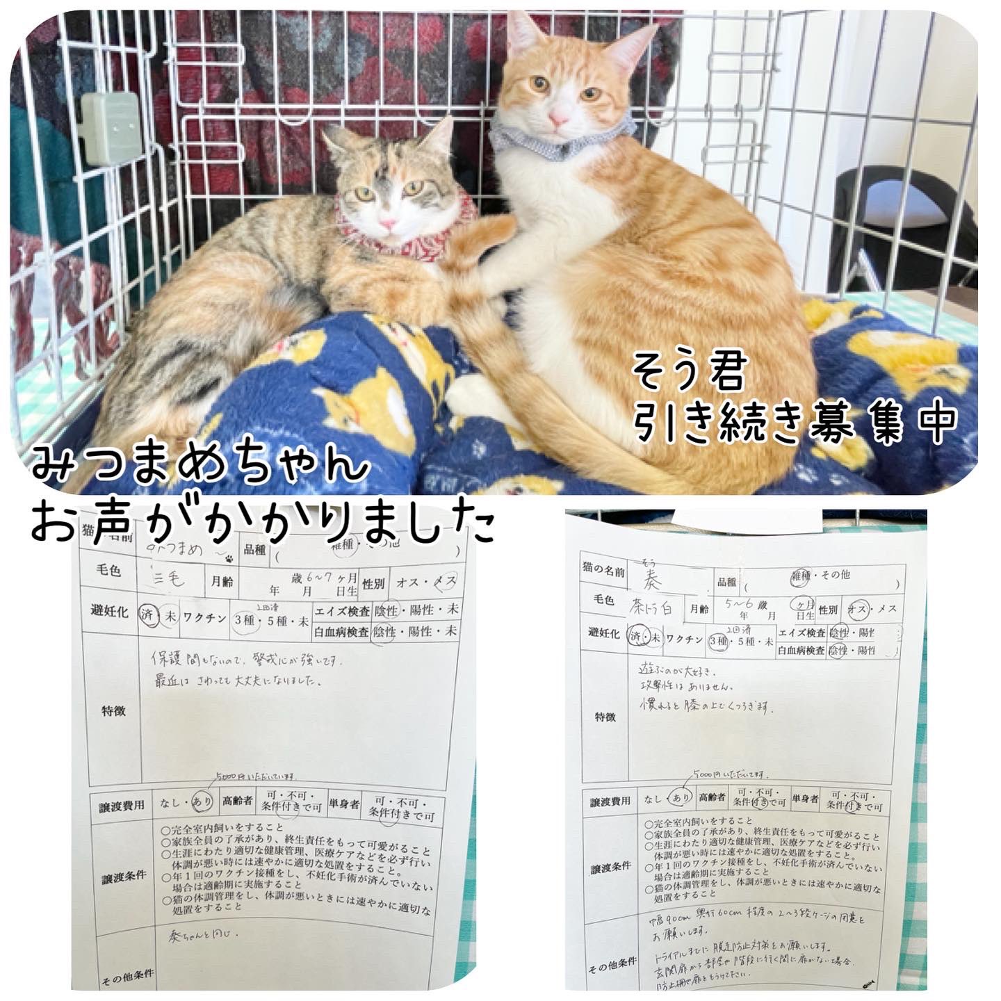 ながの鈴ねこの会 ただ お声がかかった子も 家に帰って家族と相談してみる という方も何組かいらっしゃいましたので 本決まりではない子もいます 気になる子がいる場合はお問い合わせ下さい ながの鈴ねこの会 鈴ねこ 保護猫 保護猫譲渡会 譲渡 ながの鈴ねこの会 ただ お声がかかった子も 家に帰って家族と相談してみる という方も何組かいらっしゃいましたので 本決まりではない子もいます 気になる子がいる場合はお問い合わせ下さい ながの鈴ねこの会 鈴ねこ 保護猫 保護猫譲渡会 譲渡