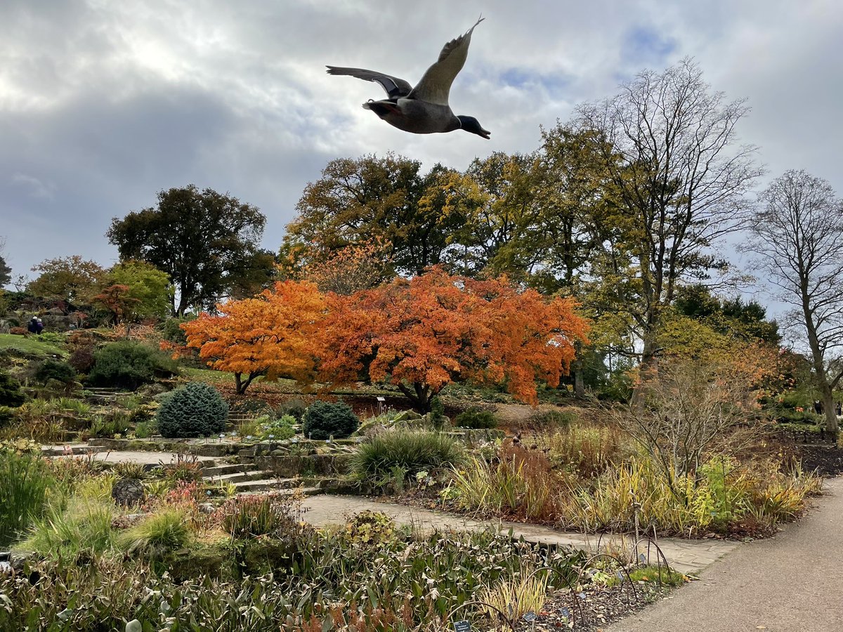 KGrazebrook's tweet photo. @RHSWisley an interloper caught on my picture https://t.co/mU6TU7bQZP