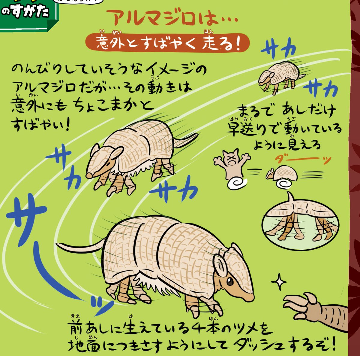 なんとなく『大哺乳類展2』(2019)の展覧会図録を読み返したが、(『ゆかいな図鑑』でも書いた)アルマジロの高速歩行について、哺乳類として例外的に「脊柱運動を利用しない」運動という観点から詳しく解説してたり、色々ガチで濃い。やっぱ図録とかいう博物館ガッツリ監修フルカラー200p本、強いわ…