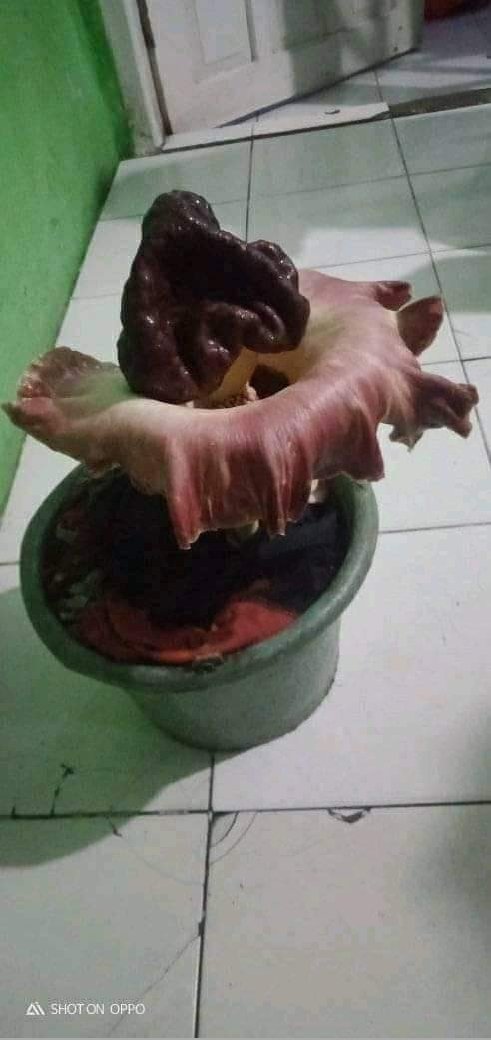 txtdrorangsusah's tweet photo. lupa nyuci dari sd https://t.co/HY8nhViH3x