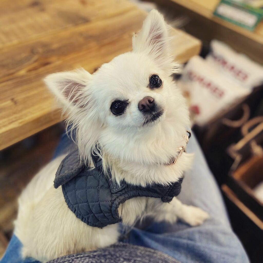 wee_chi_ivy's tweet photo. Deli belly 🫔🫒🥨
-
📸 @iainrough
-
#ivythechihuahua #glasgow #glasgowdogs #glasgowdogsofinstagram #pet #petsofinstagram #dog #chihuahua_glasgow #dogsoftheweek
#dogsofinstagram #petlove #dogs #petlife #chihuahuas #puppy #dogstagram #instadog #doglover #… https://t.co/07bt98eaez https://t.co/6FF4Q1svUO