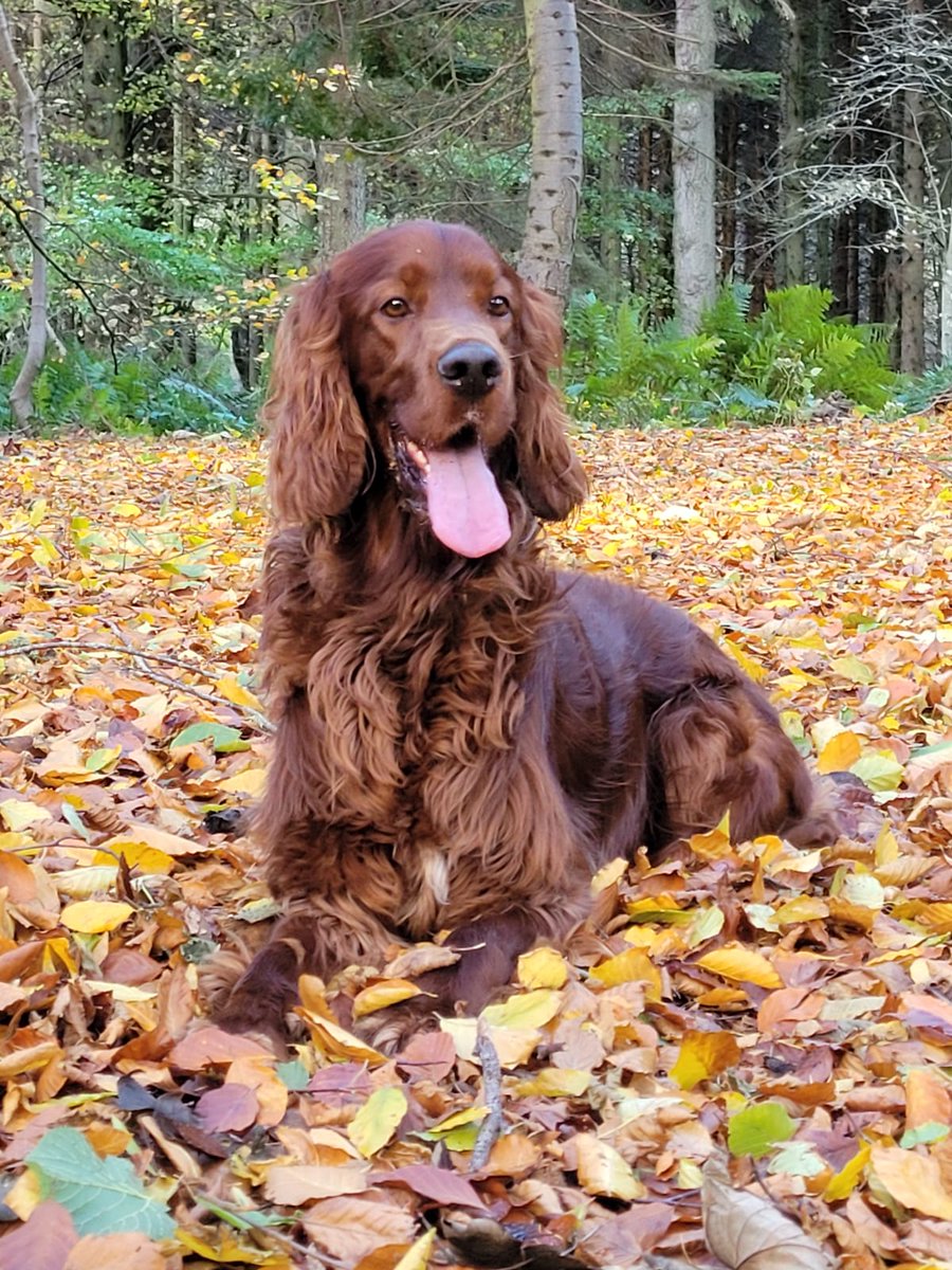 Rollo118's tweet image. Keith has found his colour palette #Autumn  #irishsetter