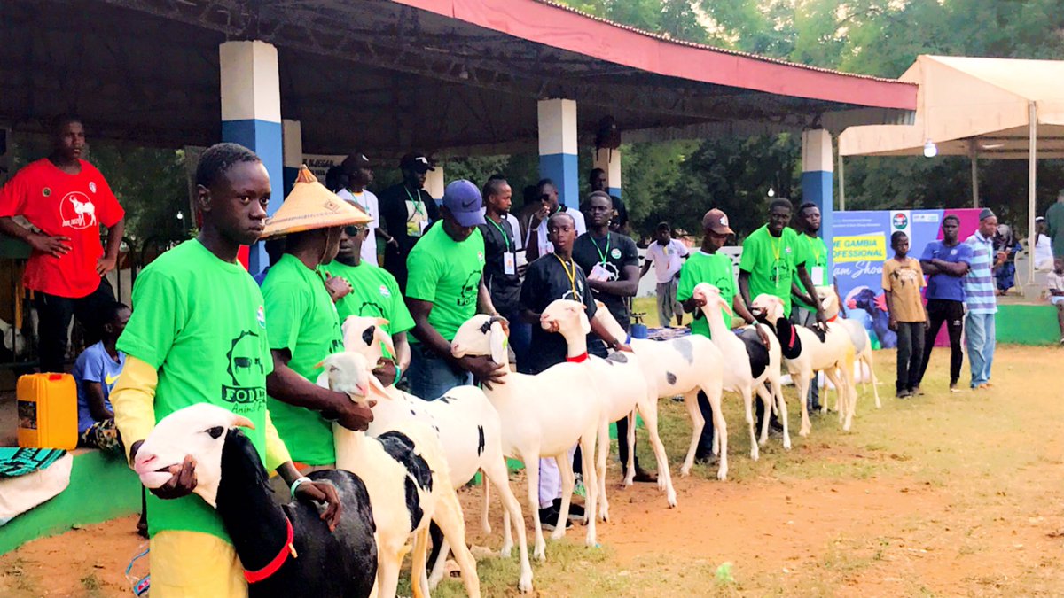 FodderGambia's tweet photo. Competitors at the Gampras Ram Show 1st Edition 2021. Proudly Sponsored By Uniglobal. This Is Us. #uniglobal #thisisus #ramshow #gampras #fodderfeed #madeingambia #sponsor #ruminantfeed https://t.co/soXHqk0YW9